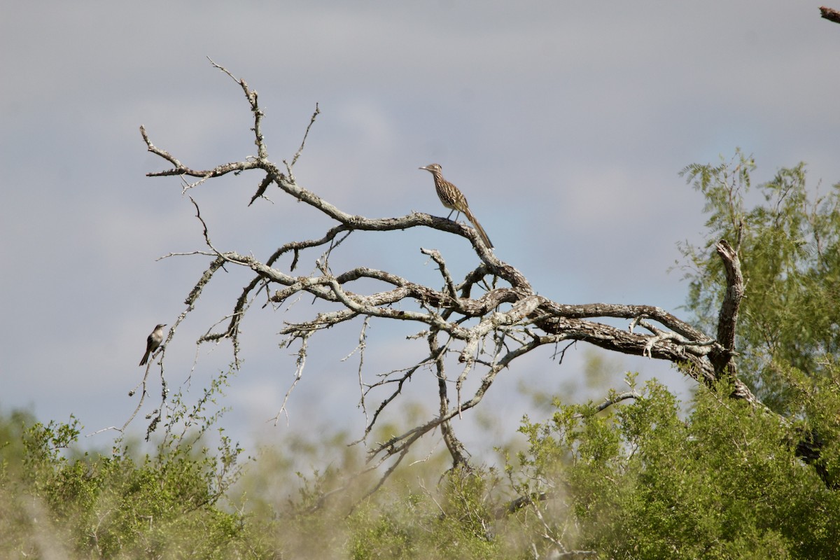 kukačka kohoutí - ML645717748