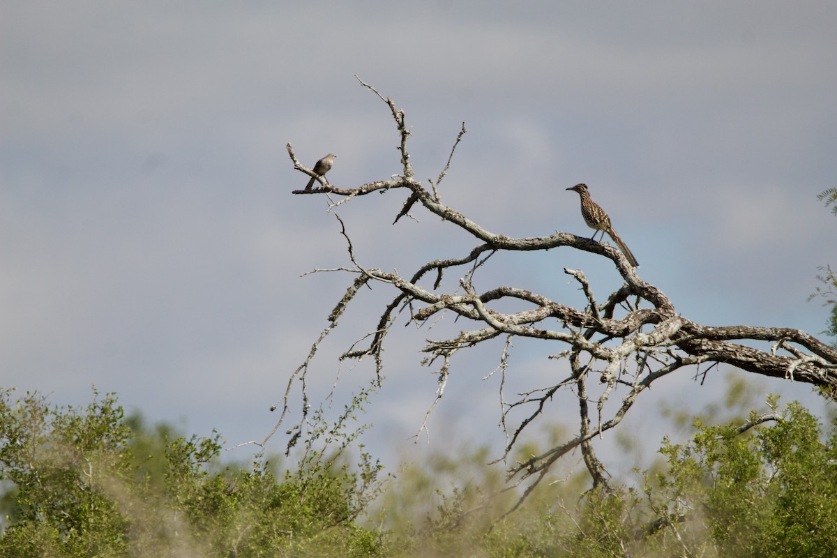 kukačka kohoutí - ML645717749