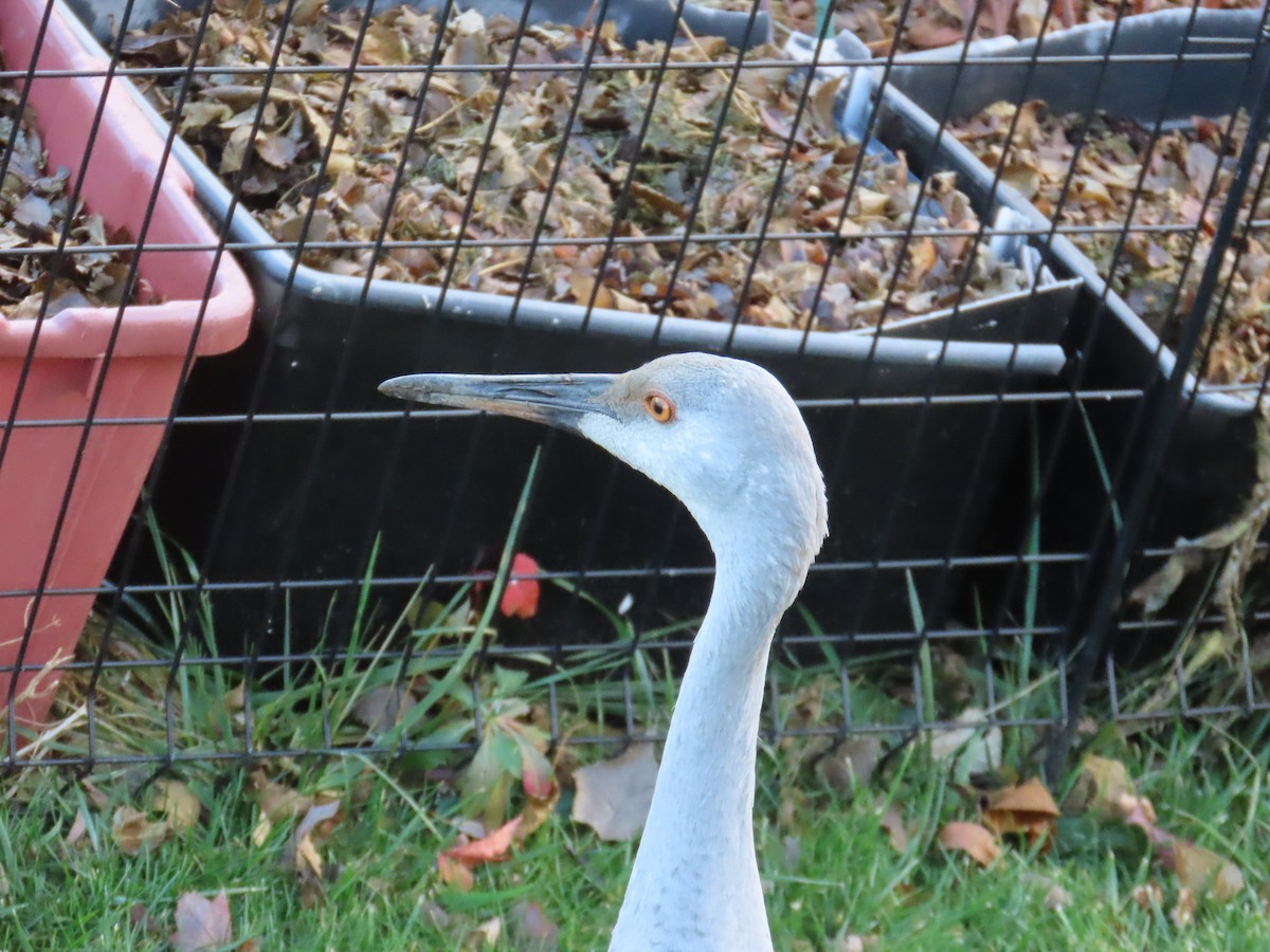 jeřáb kanadský - ML645717750