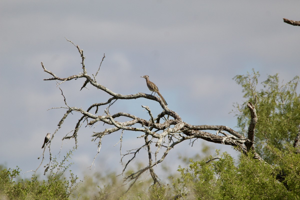 kukačka kohoutí - ML645717752