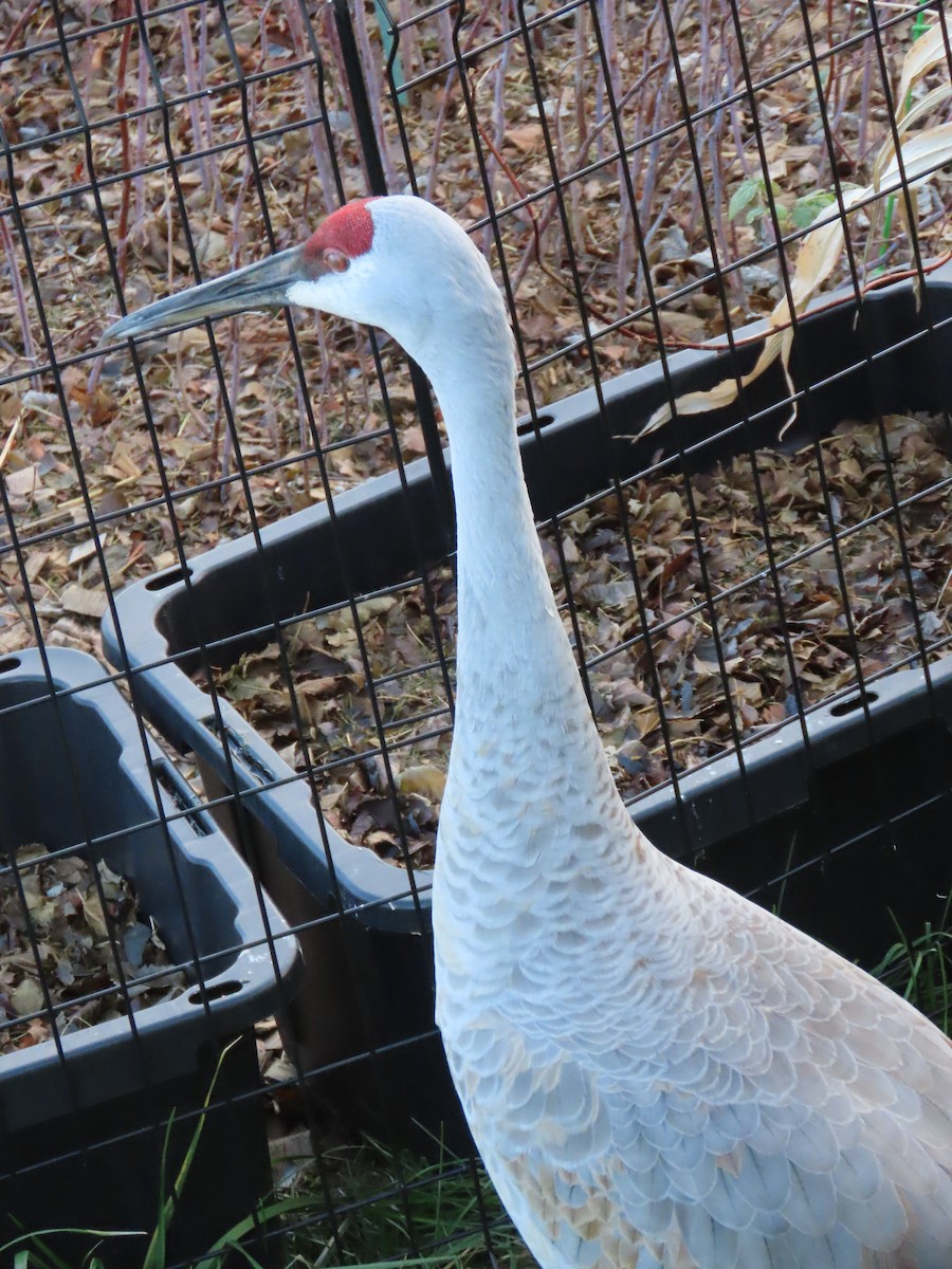 jeřáb kanadský - ML645717753