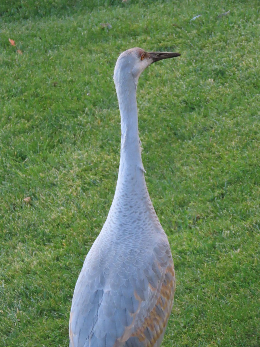 jeřáb kanadský - ML645717754