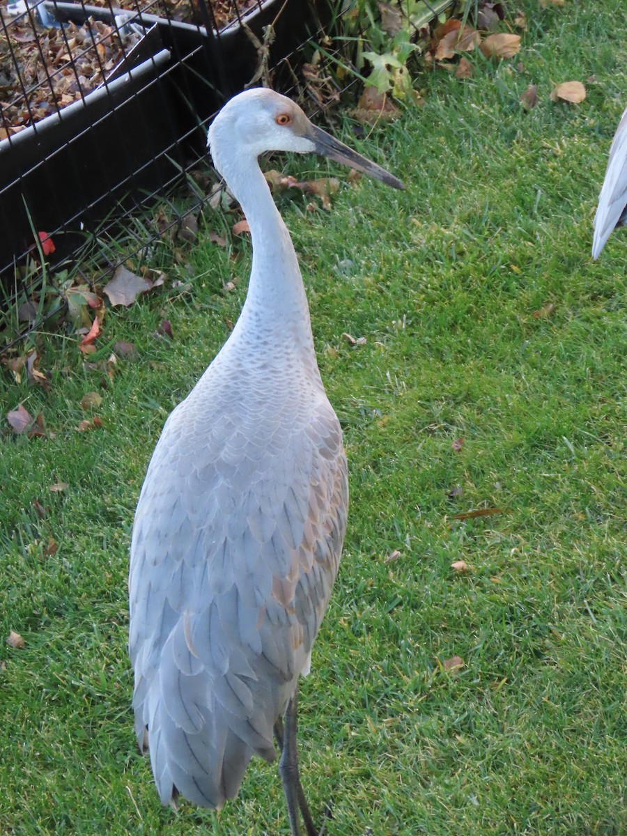 jeřáb kanadský - ML645717755