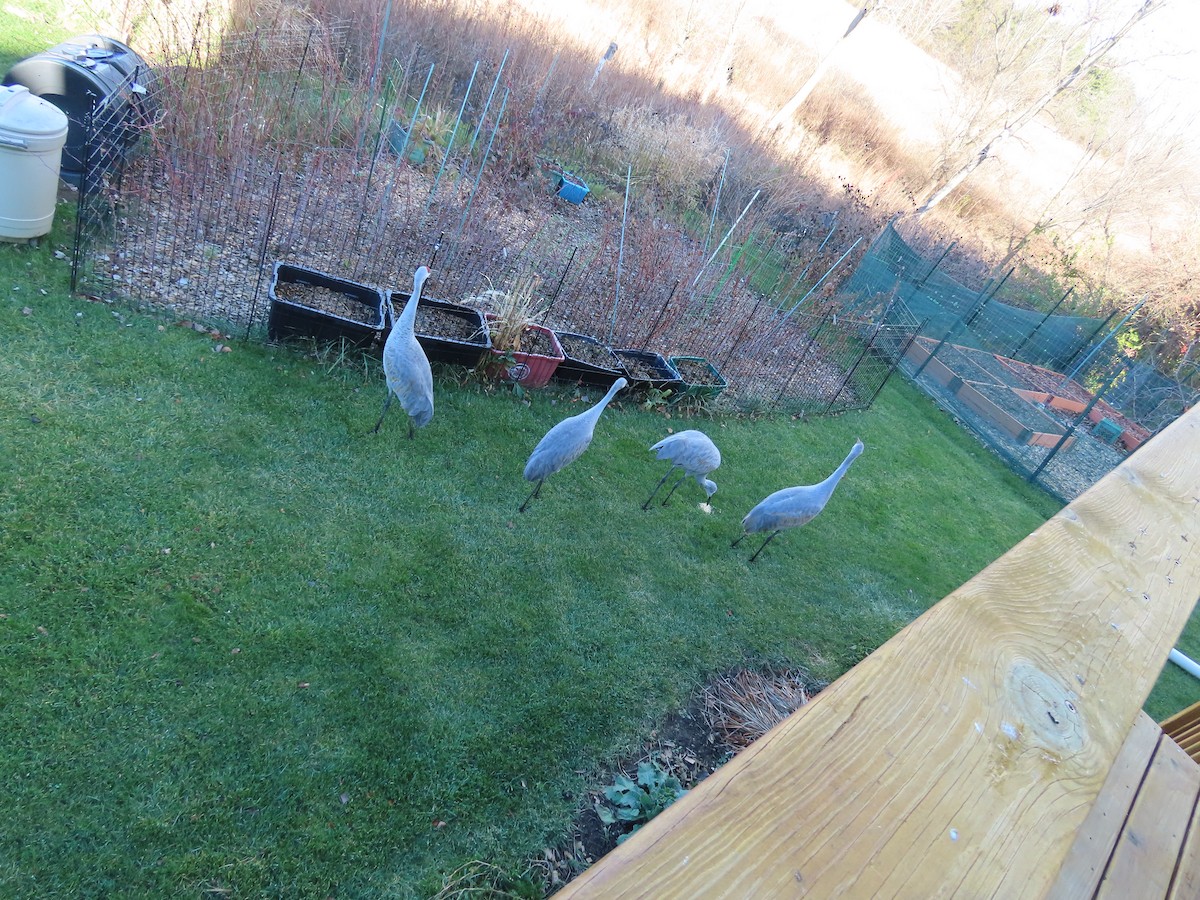 jeřáb kanadský - ML645717756