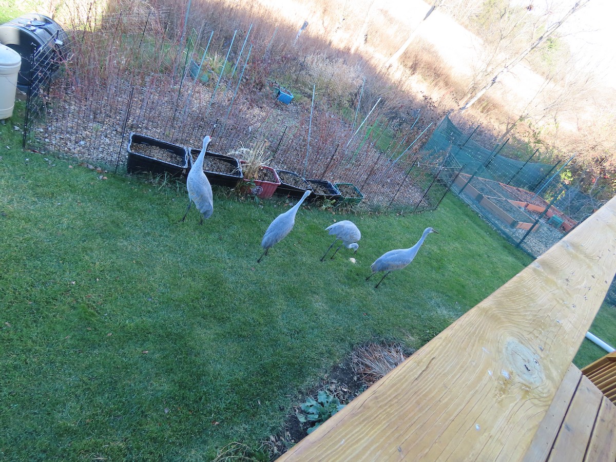 jeřáb kanadský - ML645717757