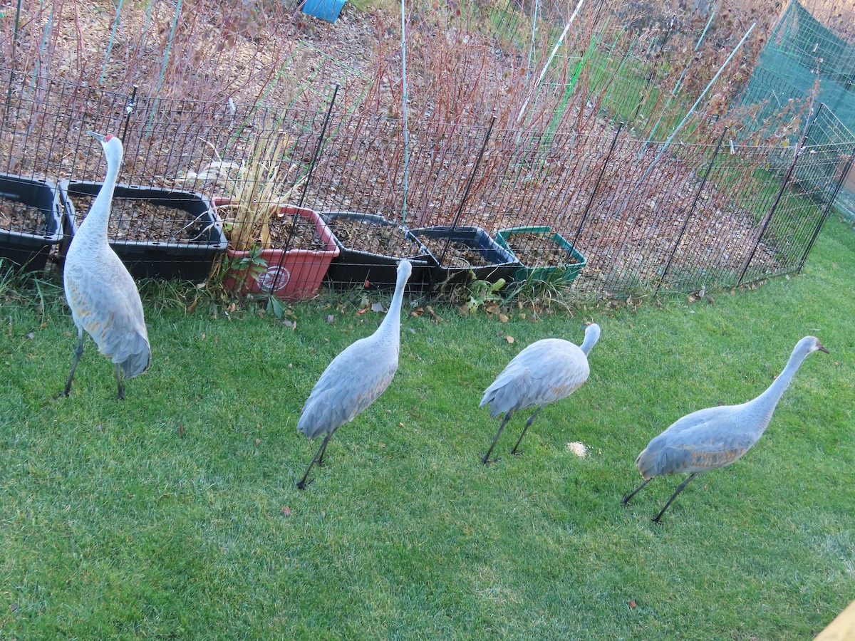 jeřáb kanadský - ML645717758