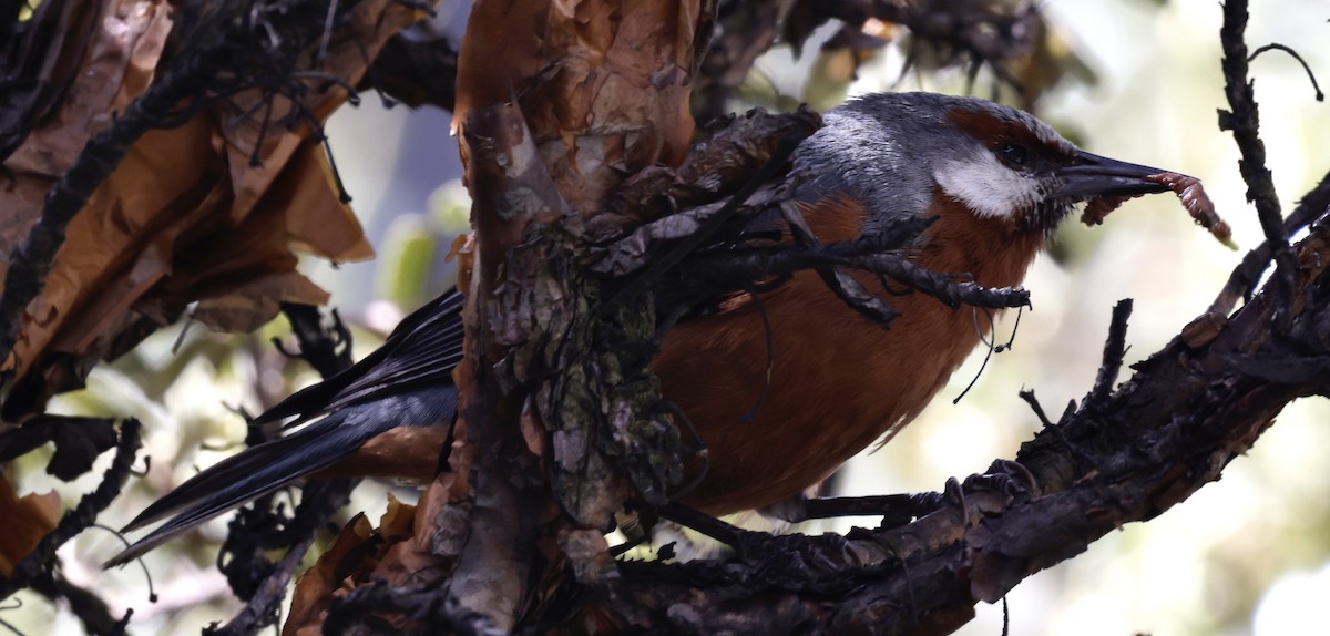 Giant Conebill - ML645717761