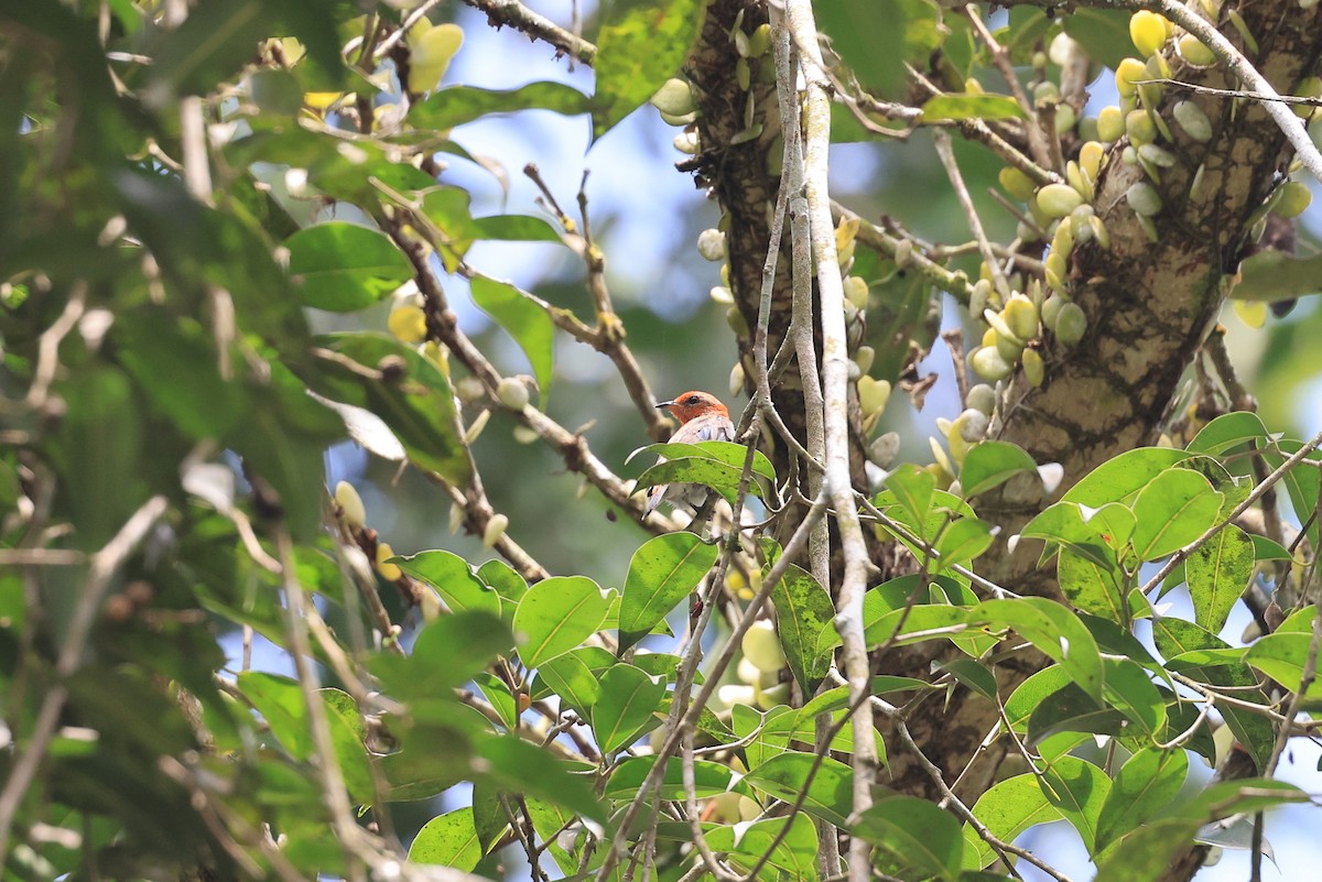 květozob šarlatovohlavý - ML645717762