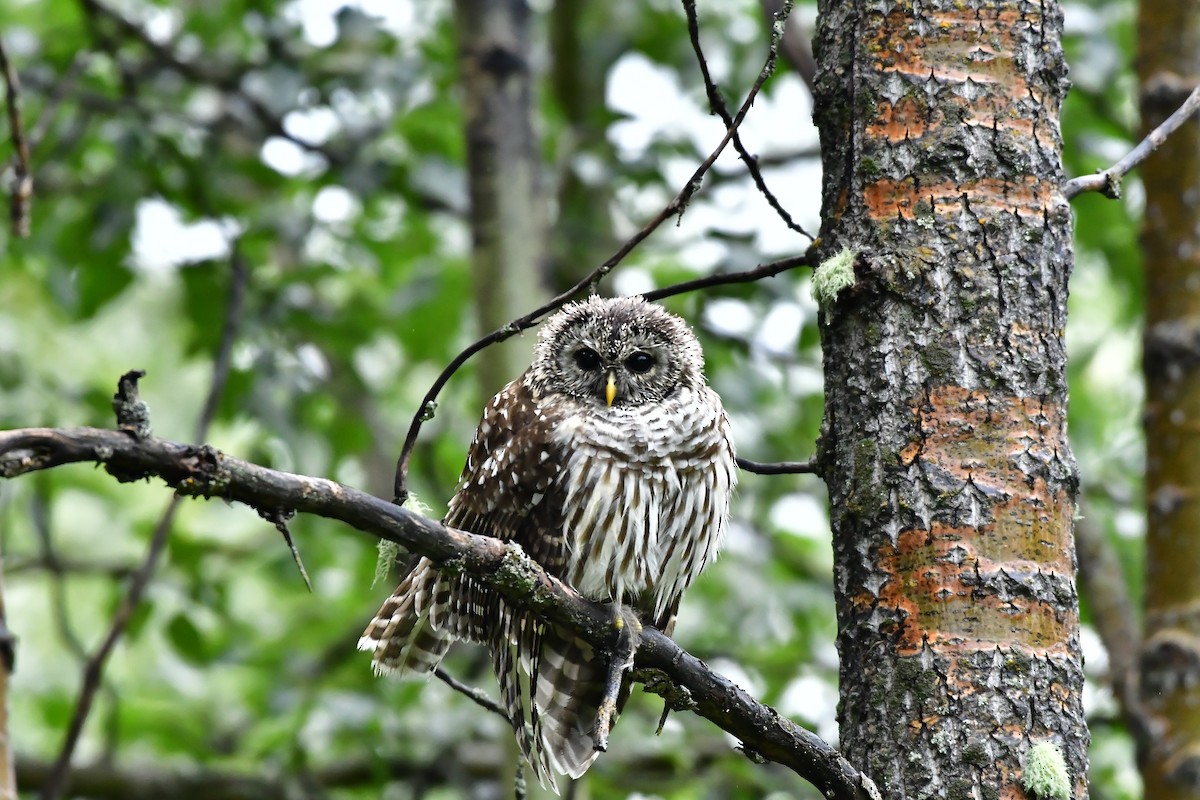 puštík proužkovaný - ML645717763