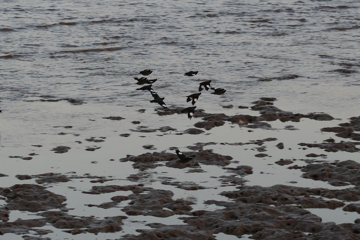 majna chocholatá - ML645717764