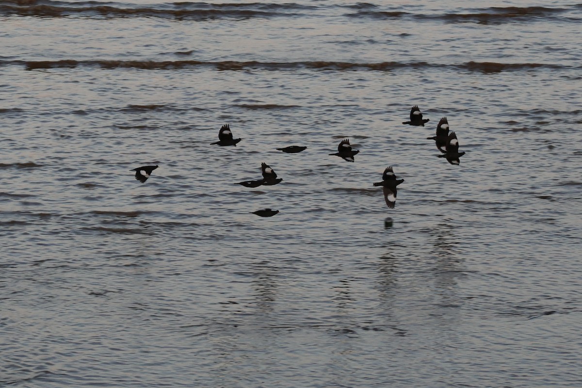 majna chocholatá - ML645717765