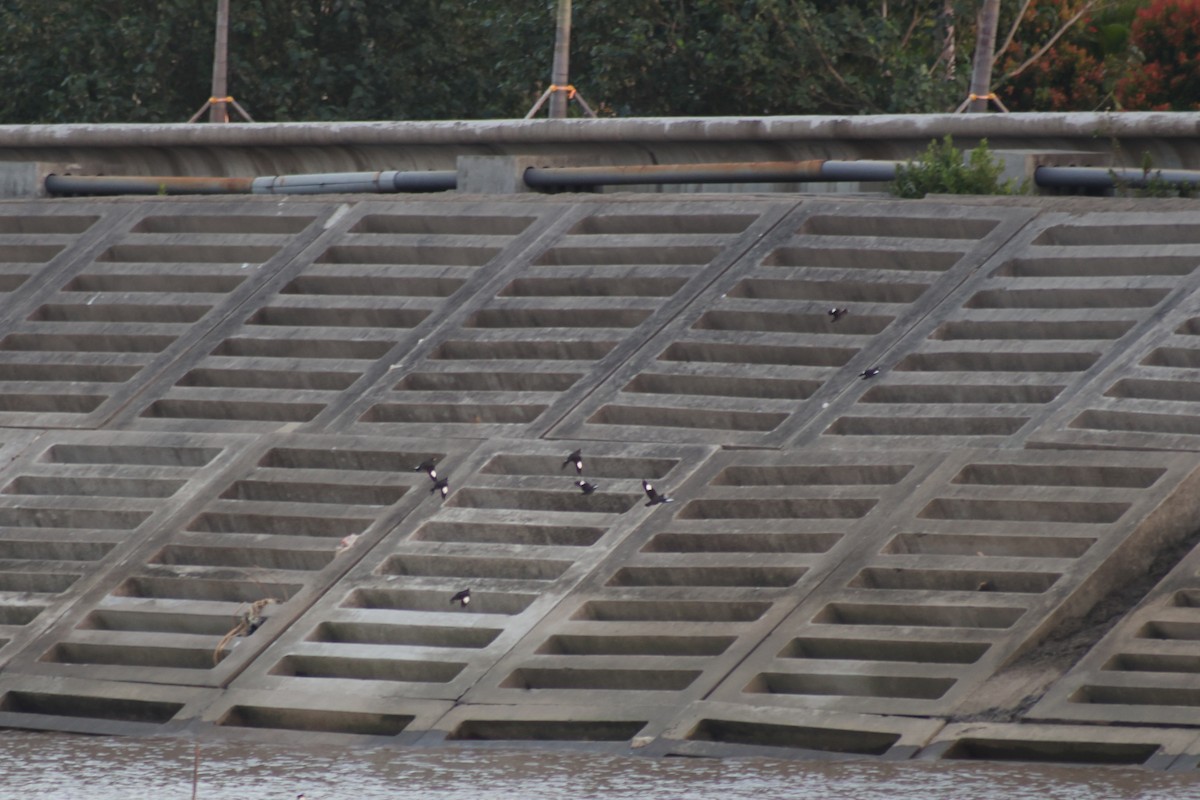 majna chocholatá - ML645717766