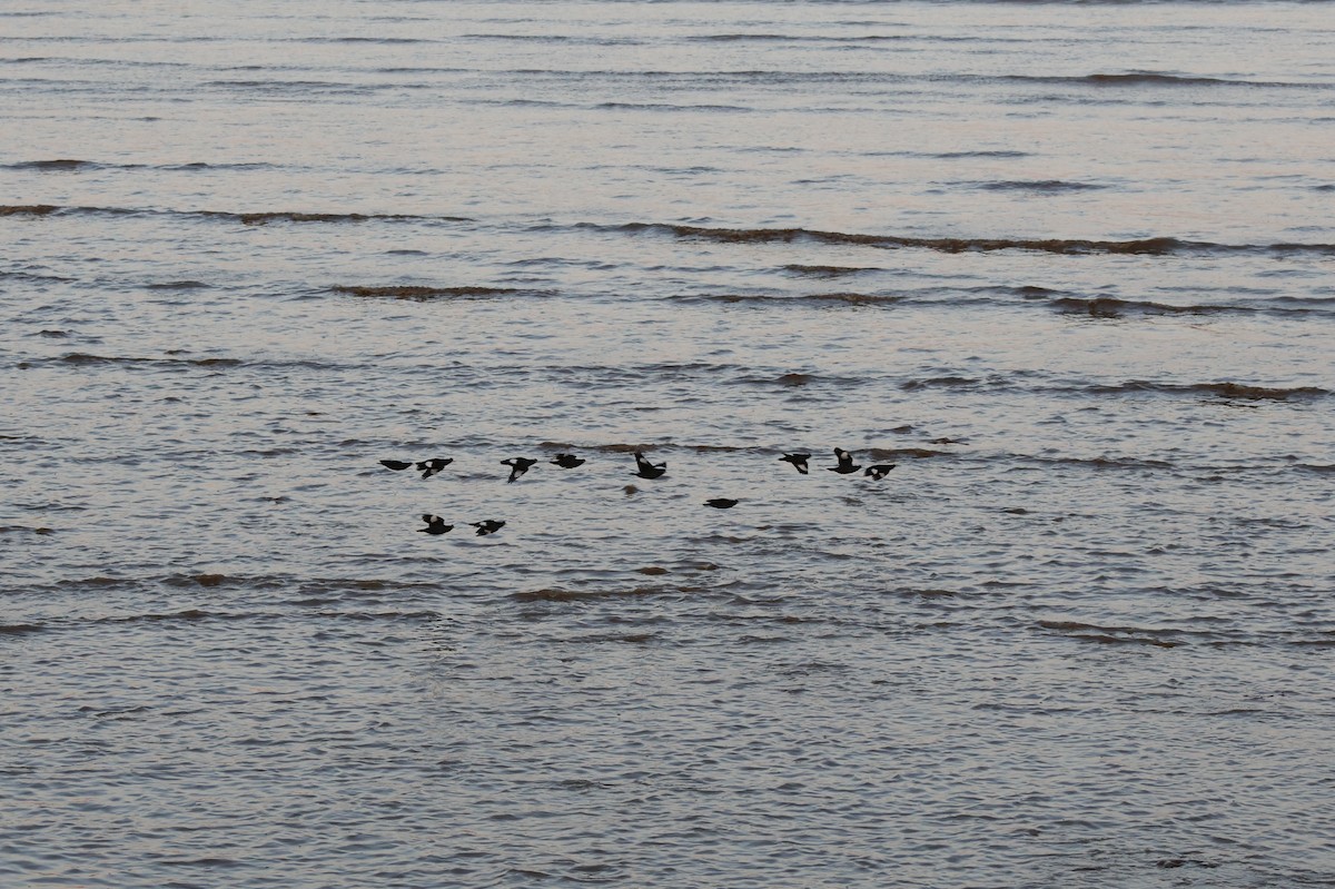 majna chocholatá - ML645717767