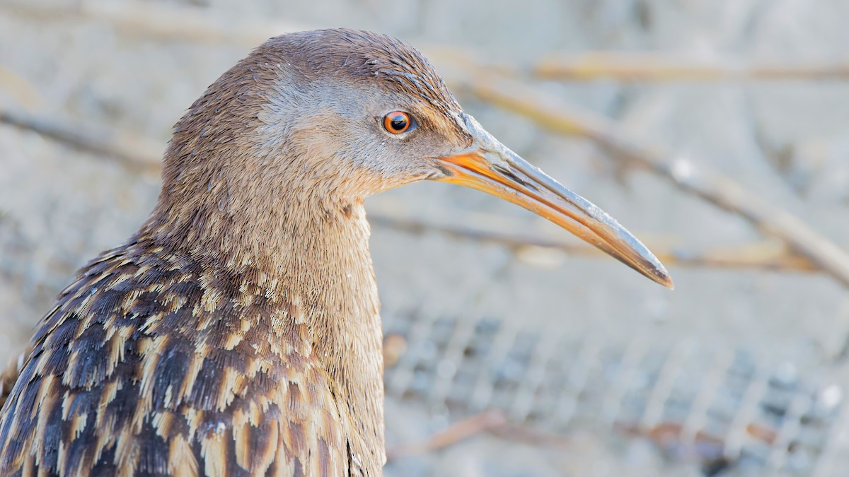 chřástal atlantický - ML645717768