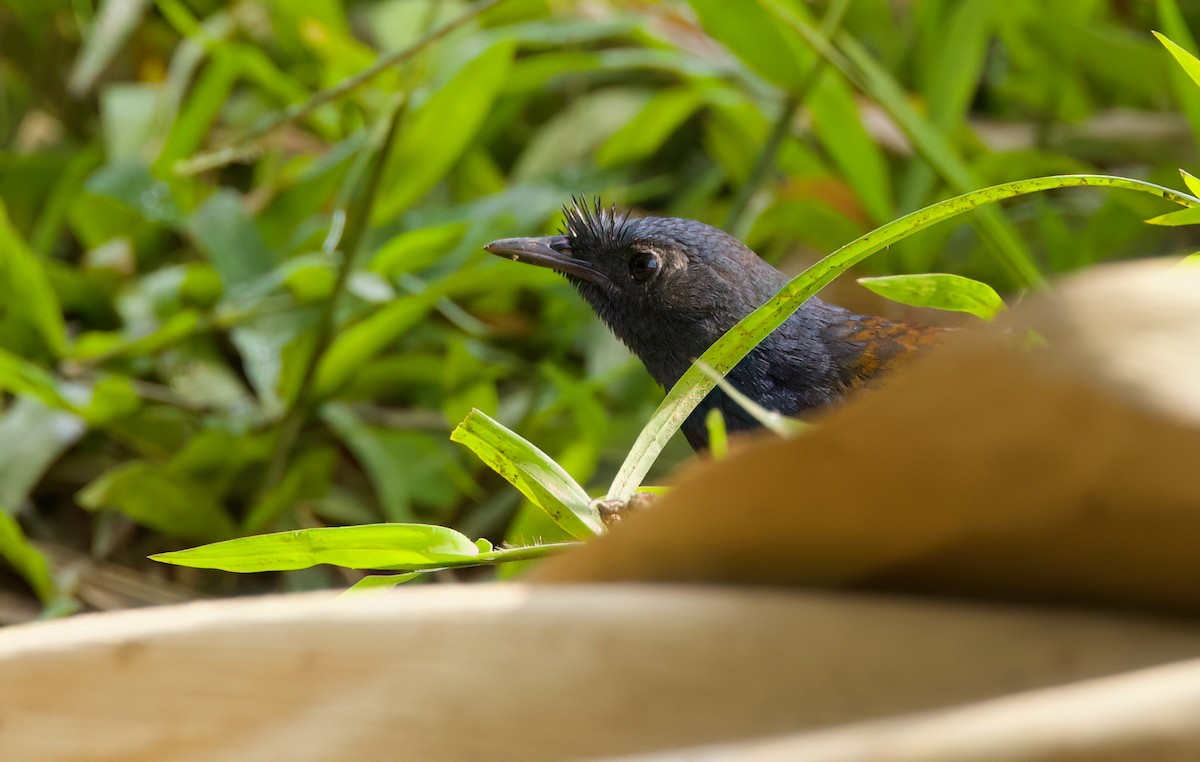 Slaty Bristlefront - ML645717769