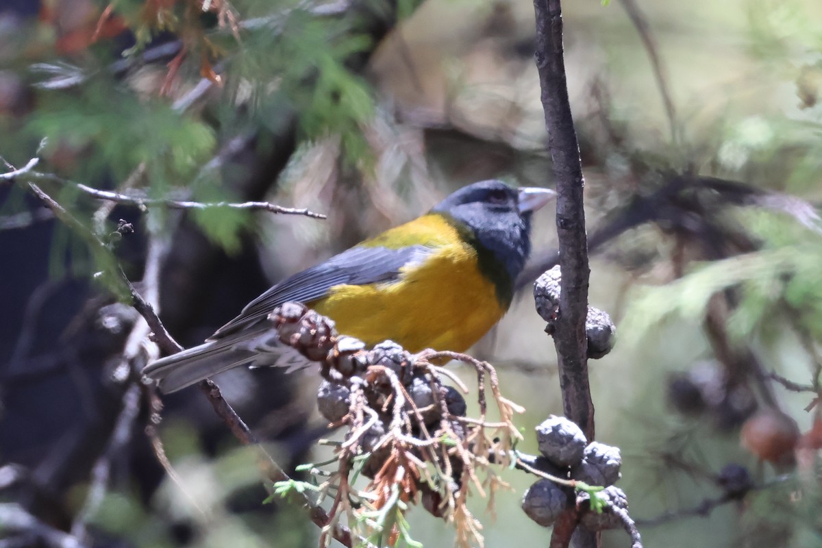 Plumbeous Sierra Finch - ML645717771