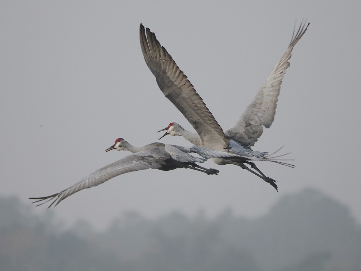 jeřáb kanadský - ML645717772