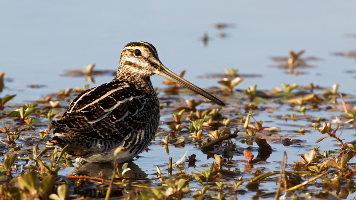 bekasina severoamerická - ML645717773