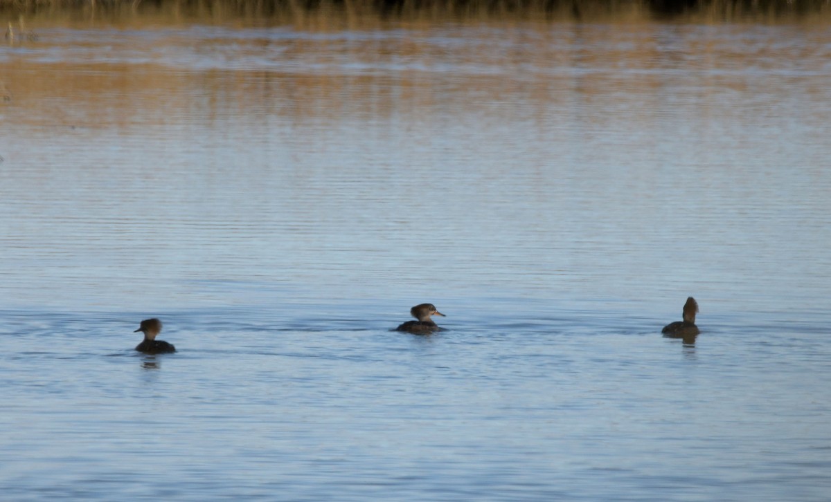 morčák chocholatý - ML645717774