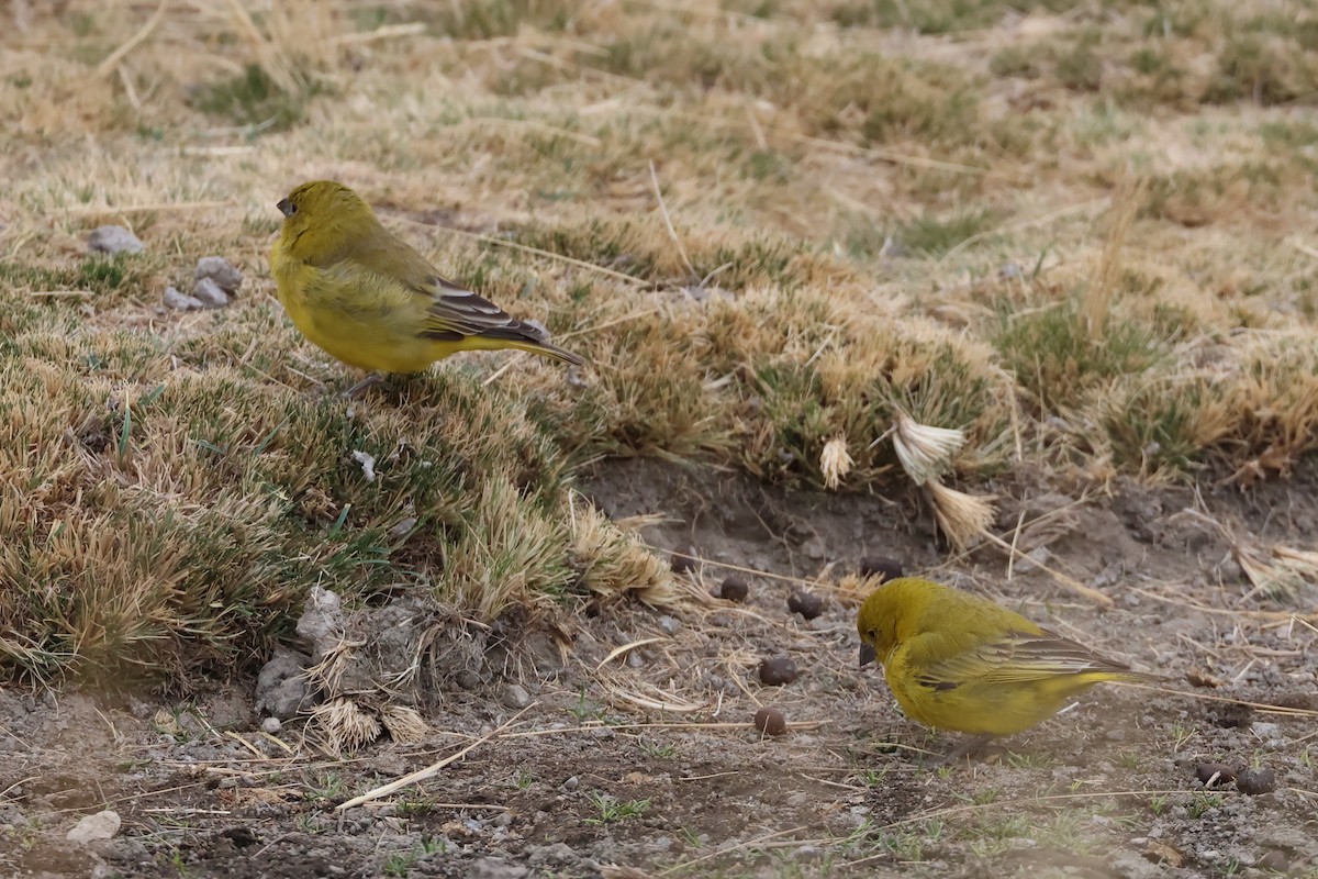 Greenish Yellow-Finch - ML645717777