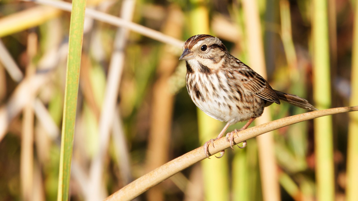 strnadec zpěvný - ML645717782