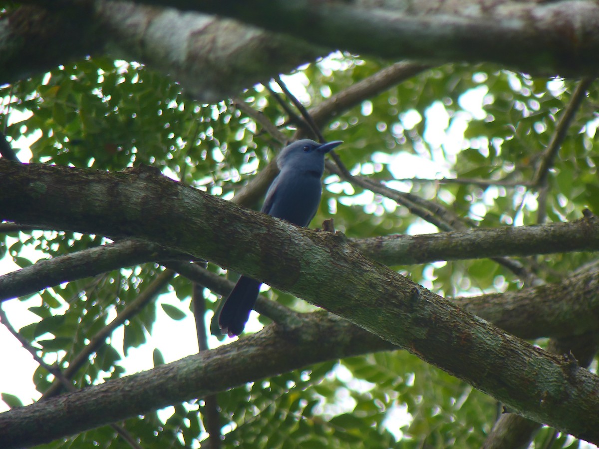 Blue Paradise-Flycatcher - ML645717784