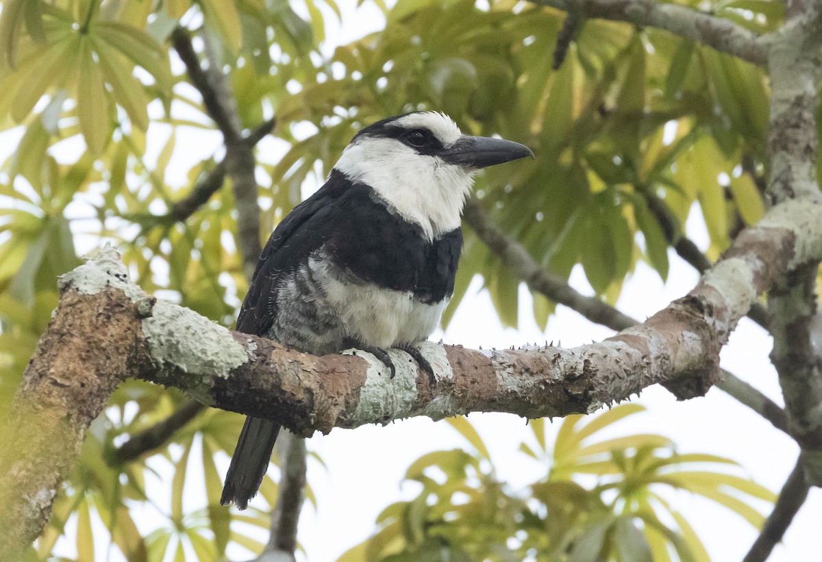 White-necked Puffbird - ML645717797
