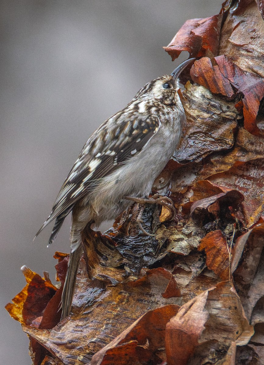 Brown Creeper - ML645717803