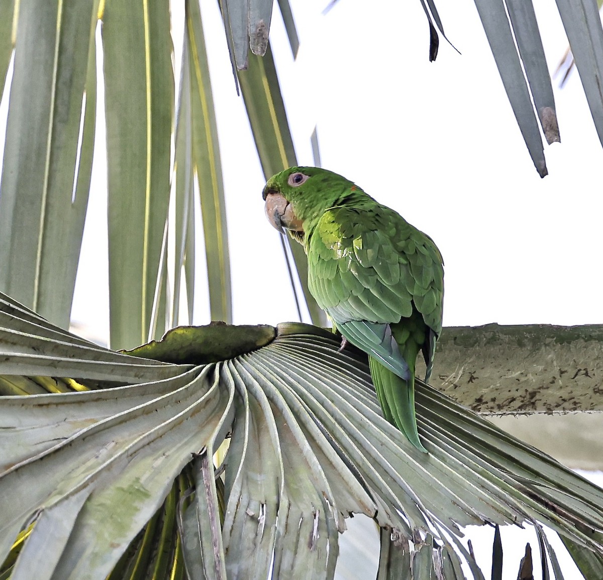 Pacific Parakeet - ML645717808