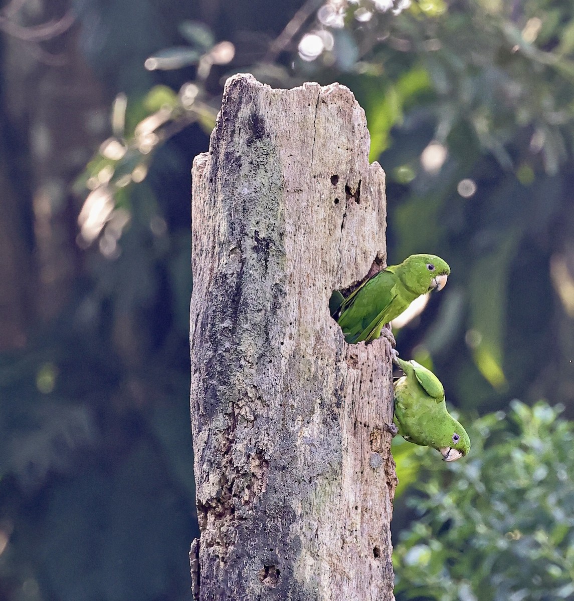 Pacific Parakeet - ML645717809