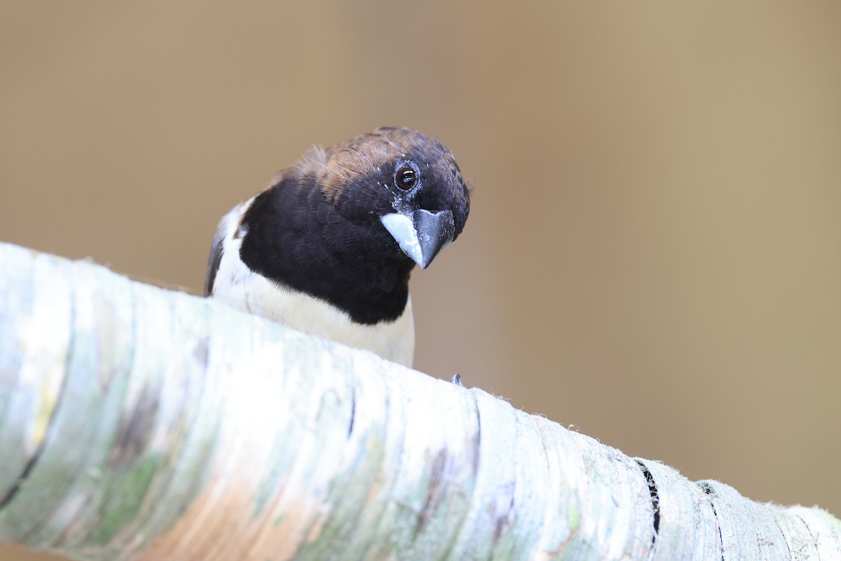 Javan Munia - ML645717811