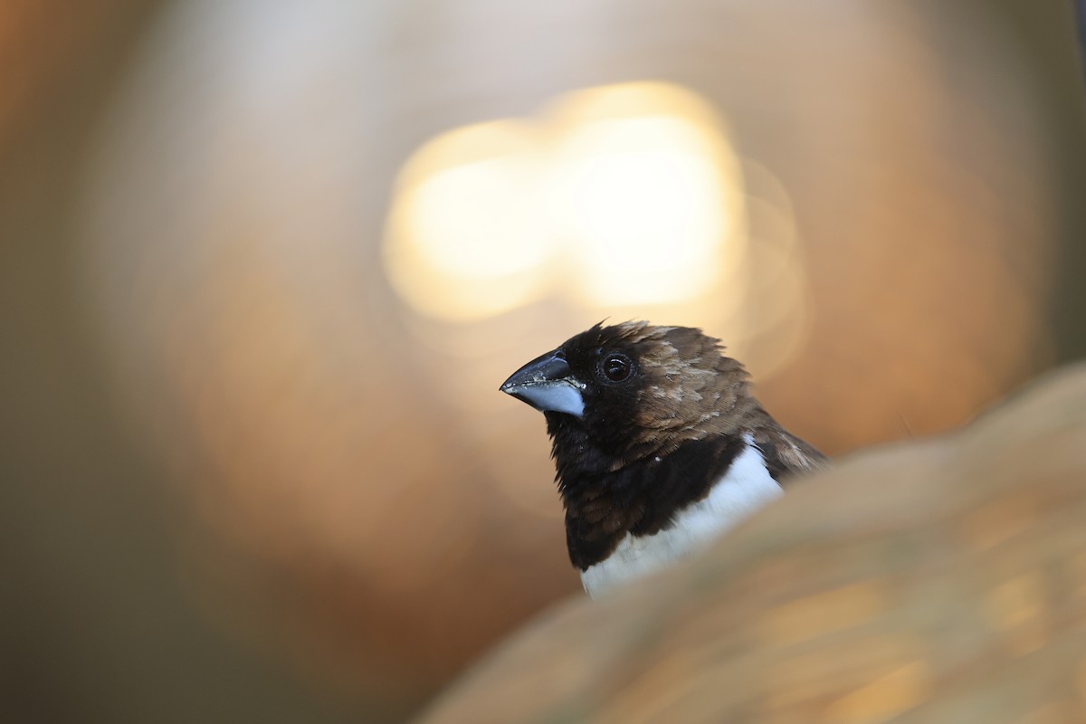 Javan Munia - ML645717812