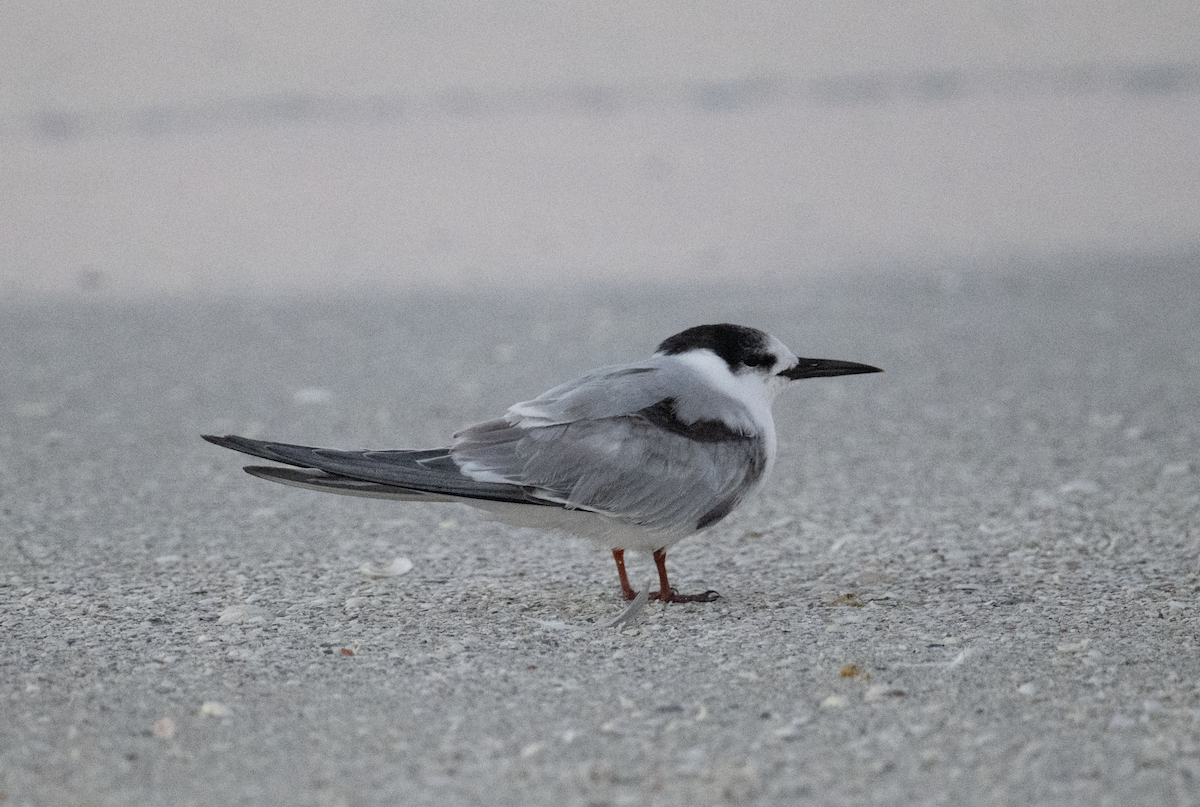 Common Tern - ML645717813