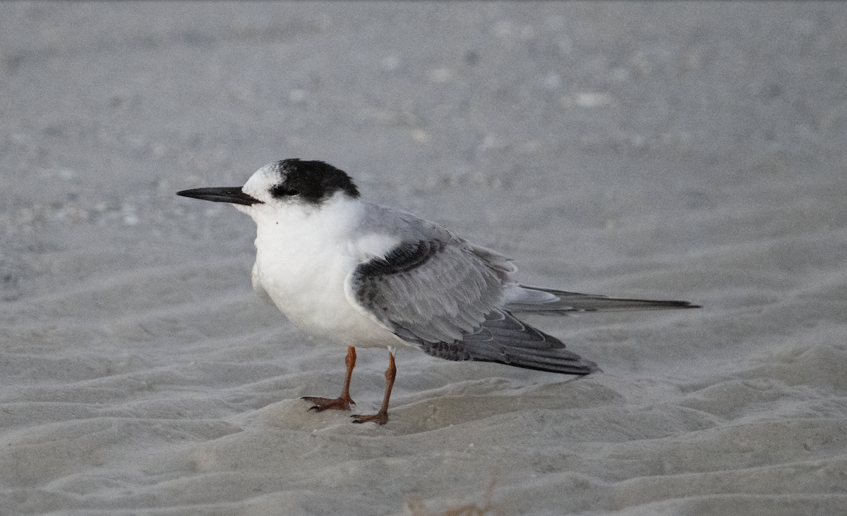 Common Tern - ML645717814