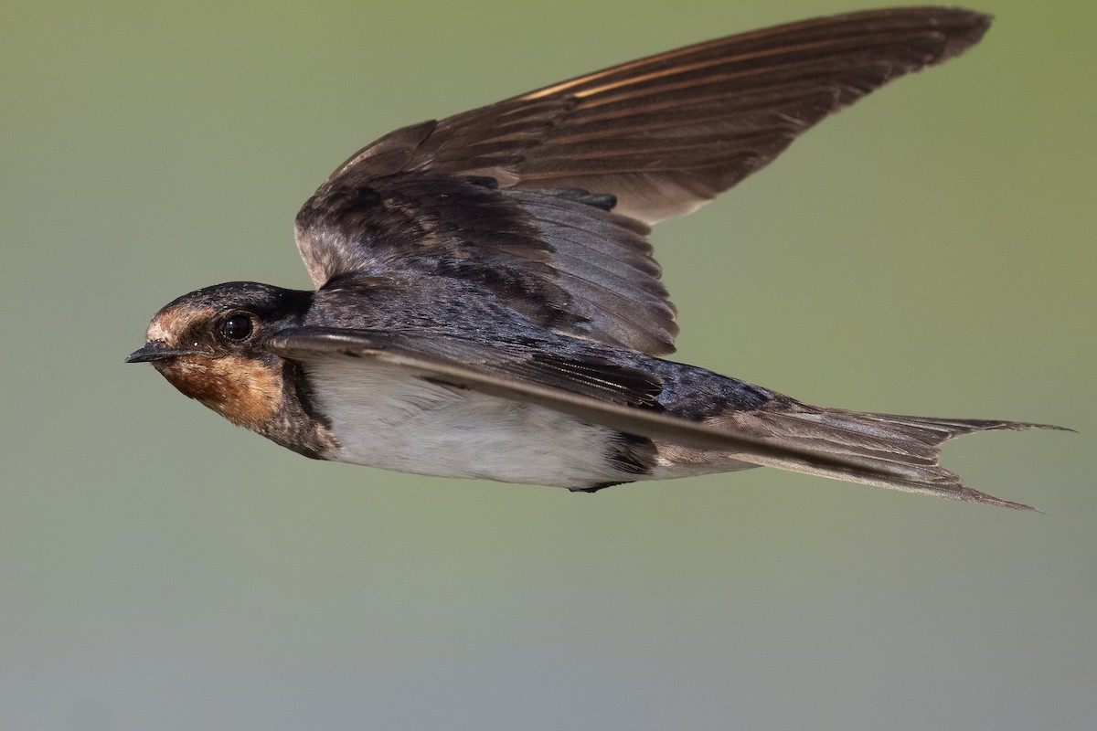 Barn Swallow - ML645717820