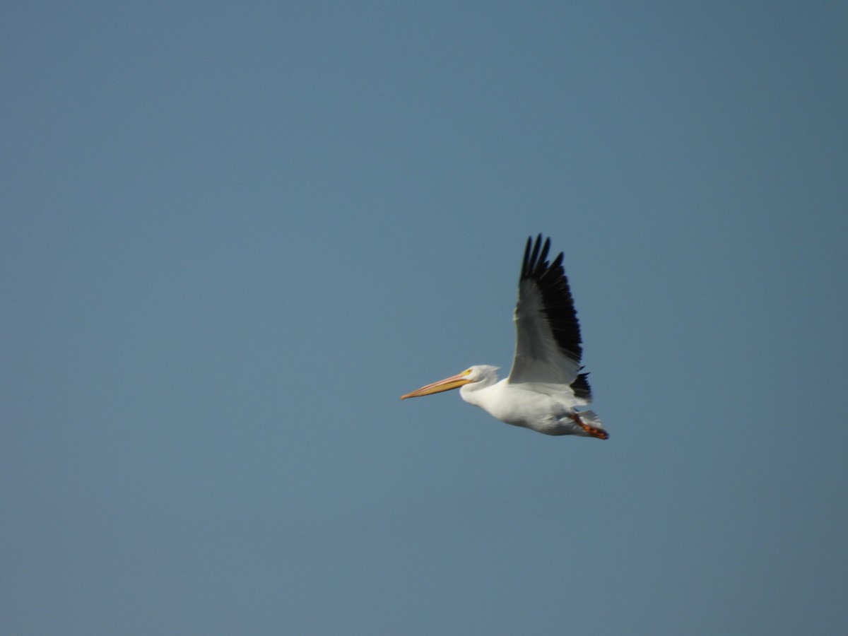 American White Pelican - ML645717825