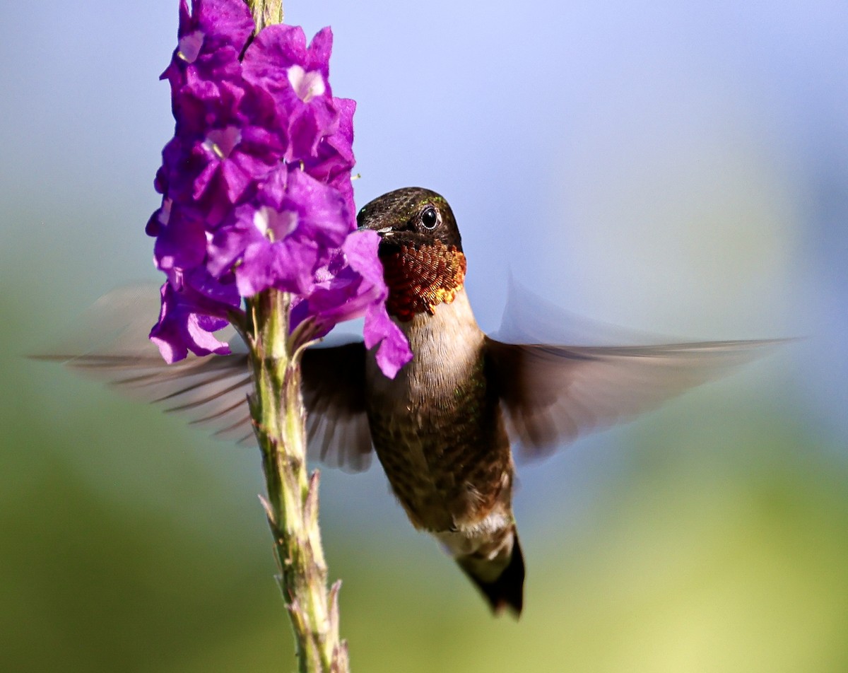 Ruby-throated Hummingbird - ML645717829