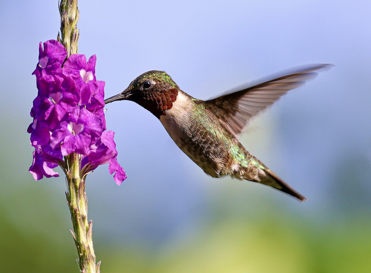Ruby-throated Hummingbird - ML645717830