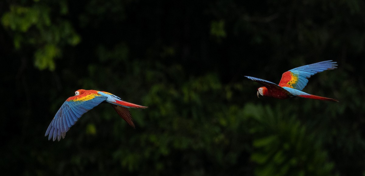 Scarlet Macaw - ML645717834