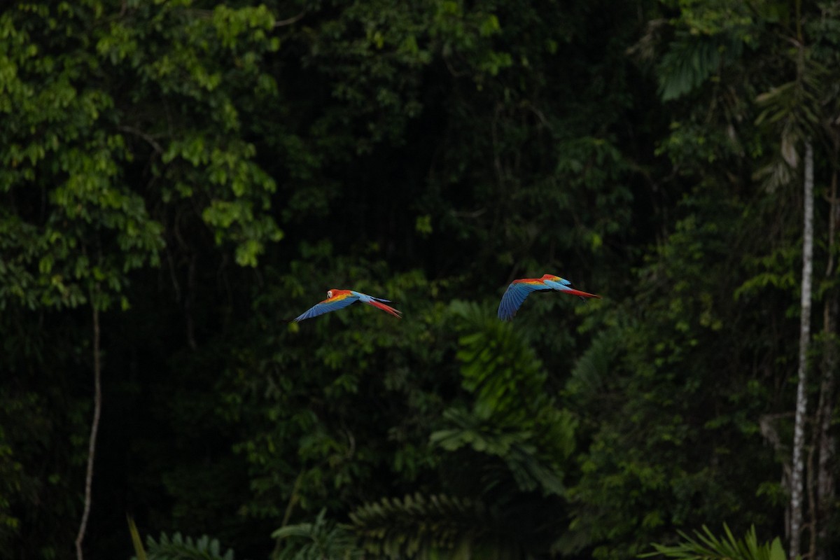 Scarlet Macaw - ML645717835