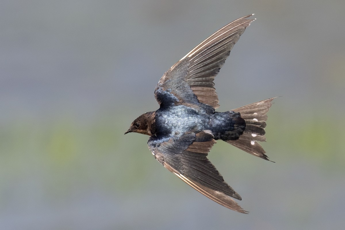 Barn Swallow - ML645717837