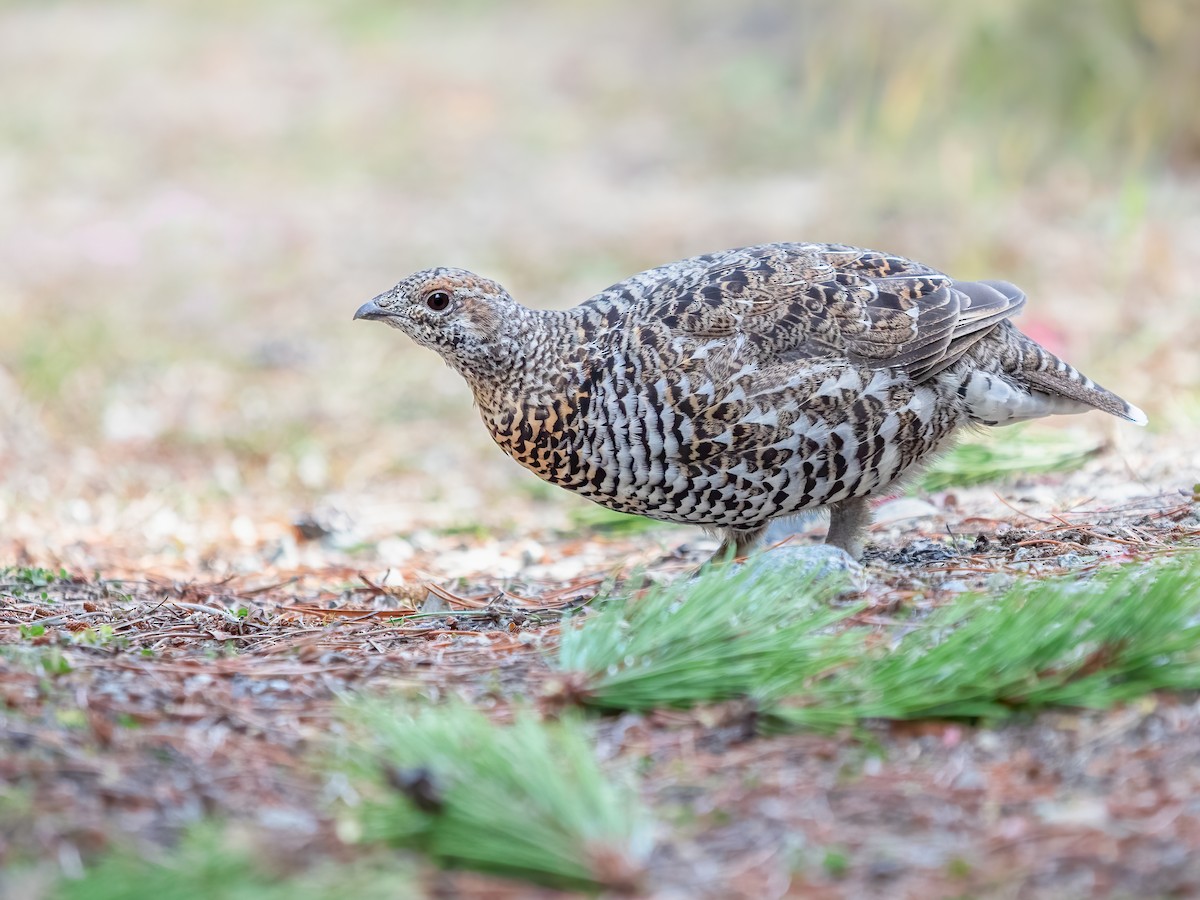 Spruce Grouse - ML645717850