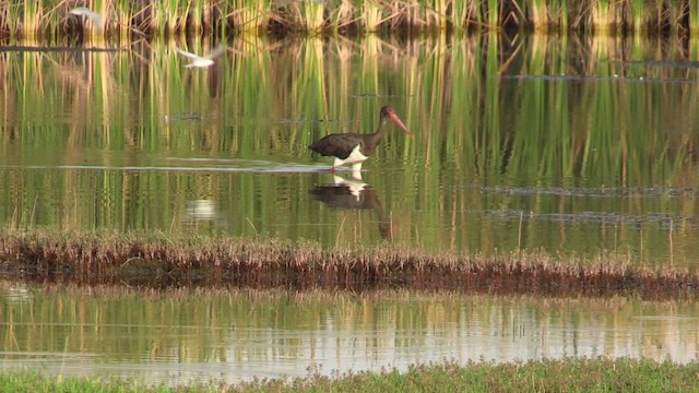 Black Stork - ML645717870
