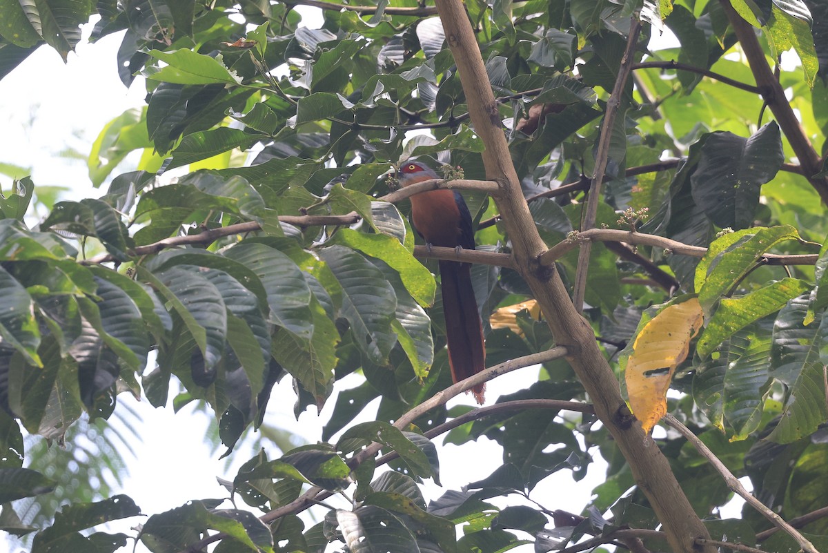 Chestnut-breasted Malkoha - ML645717873