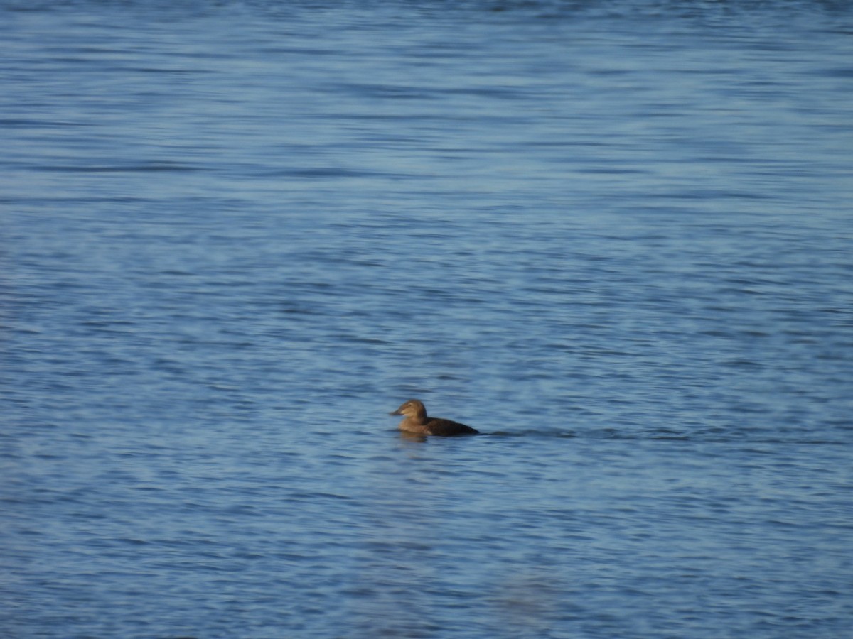 King Eider - ML645717875