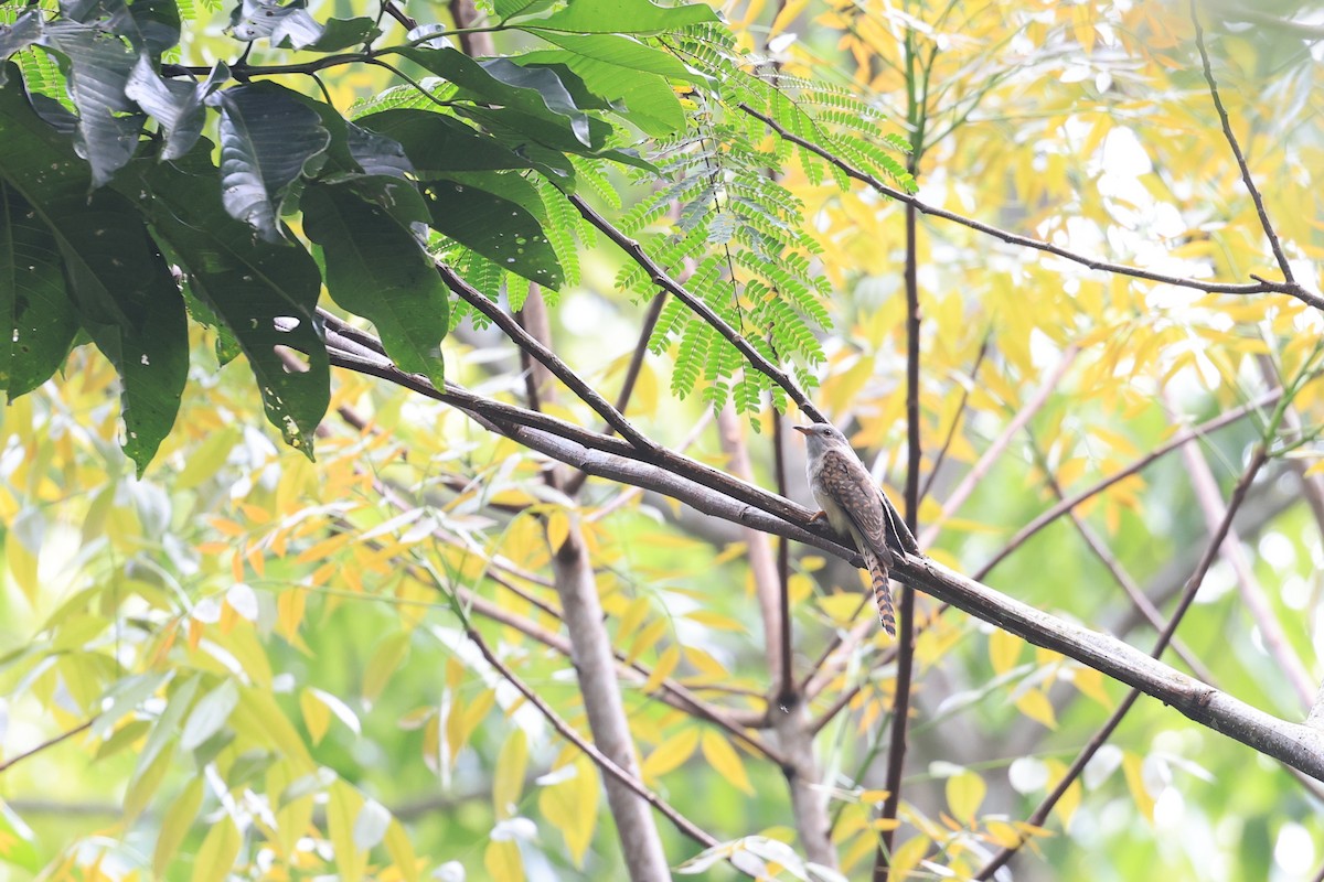 Plaintive Cuckoo - ML645717877