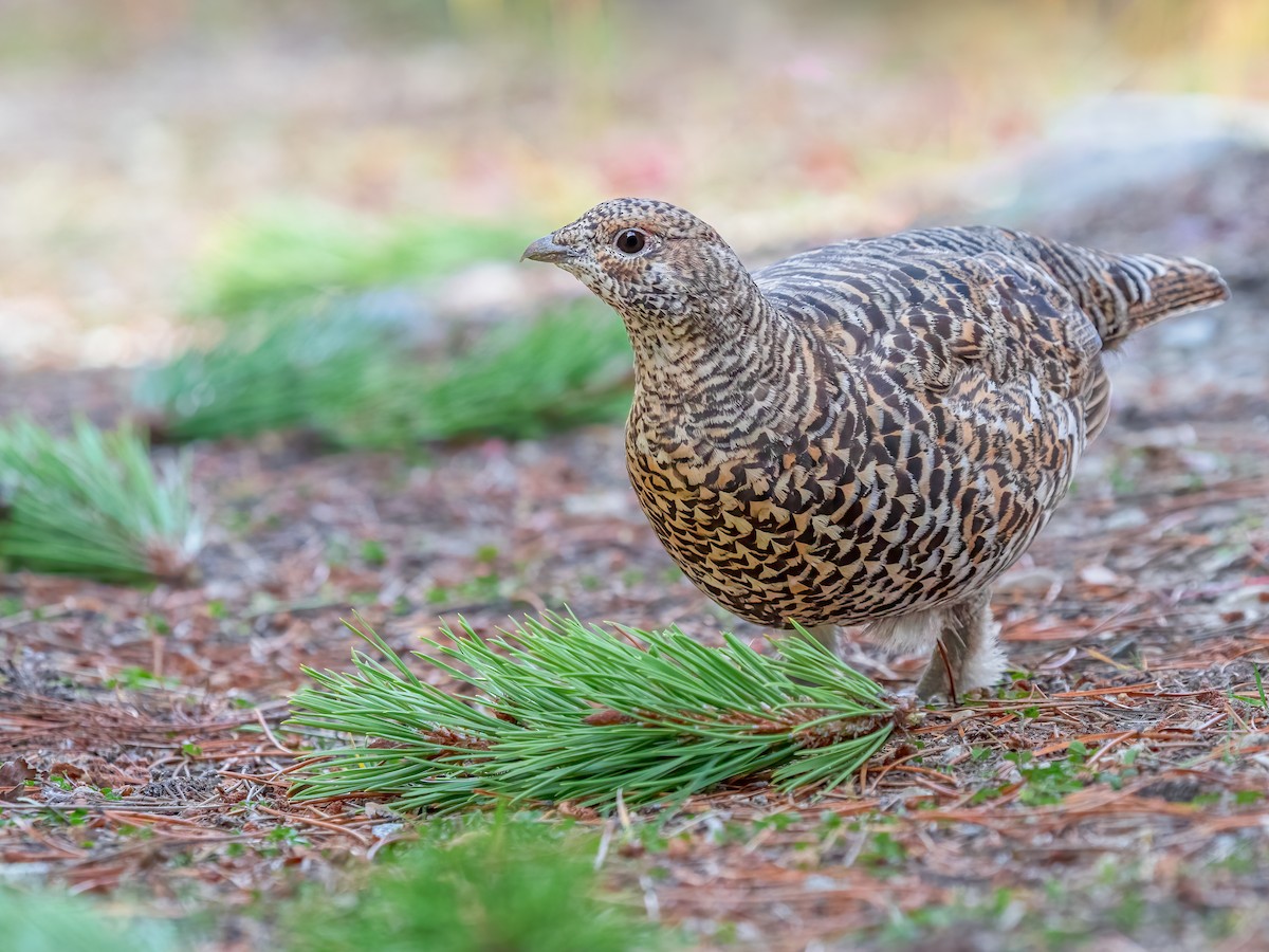 Spruce Grouse - ML645717878