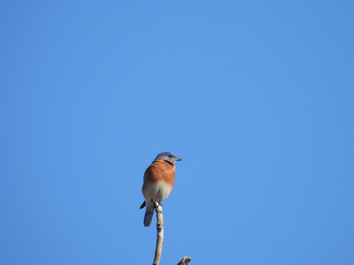 Eastern Bluebird - ML645717880