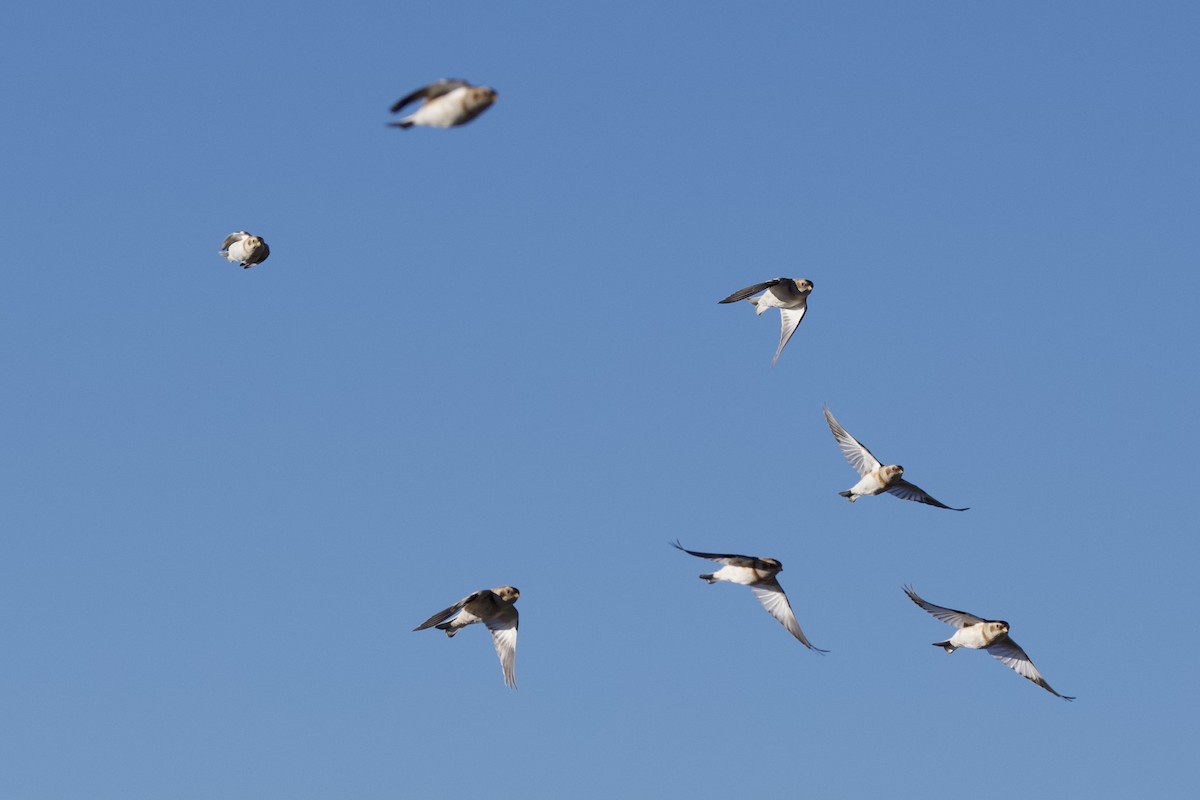 sněhule severní - ML645717881