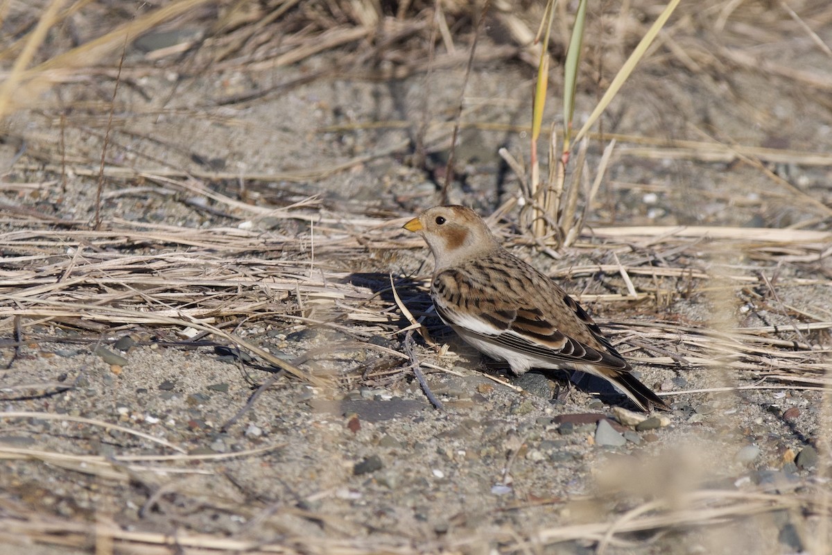 sněhule severní - ML645717882